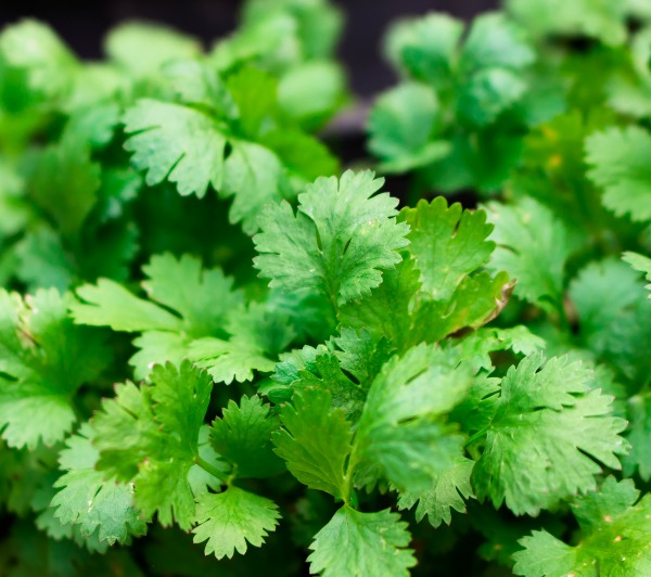 How To Store an Abundance of Cilantro