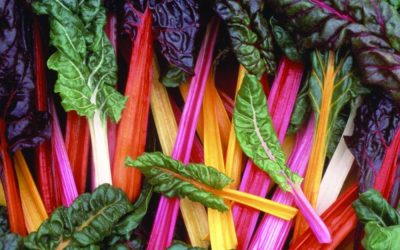 From Seed To Plate: A Guide For Growing Rainbow Swiss Chard