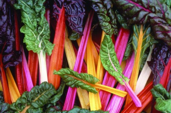 Known for its beautiful green leaves and colorful stalks, rainbow swiss chard is a great substitute for spinach.  It can be steamed or eaten raw in a salad for an extra kick of nutrition.  If you love this tasty leafy green, this guide is for you! Take your rainbow swiss chard from seed to plate!