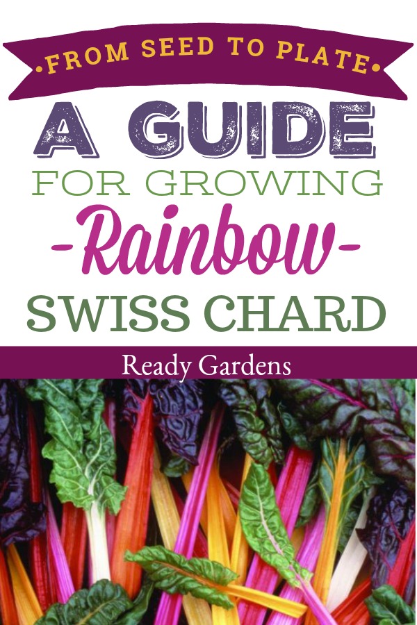 Known for its beautiful green leaves and colorful stalks, rainbow swiss chard is a great substitute for spinach.  It can be steamed or eaten raw in a salad for an extra kick of nutrition.  If you love this tasty leafy green, this guide is for you! Take your rainbow swiss chard from seed to plate!