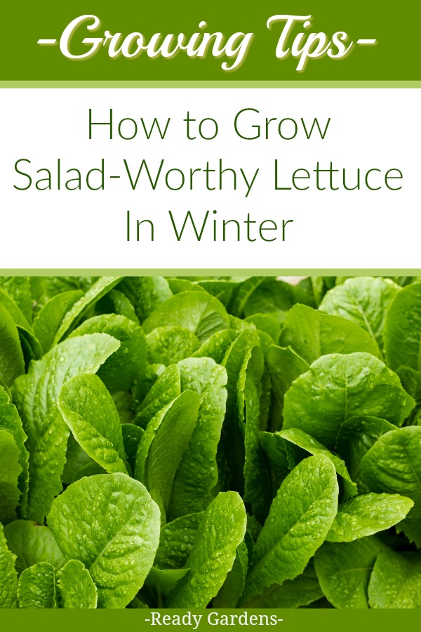 Nothing beats a crisp fresh green salad.  Not only is it a mood booster during those "cabin fever" days, but it is a reminder of the beauty of summer during the cold winter months.  If you love fresh homegrown lettuce even when it's cold outside, this guide is for you.