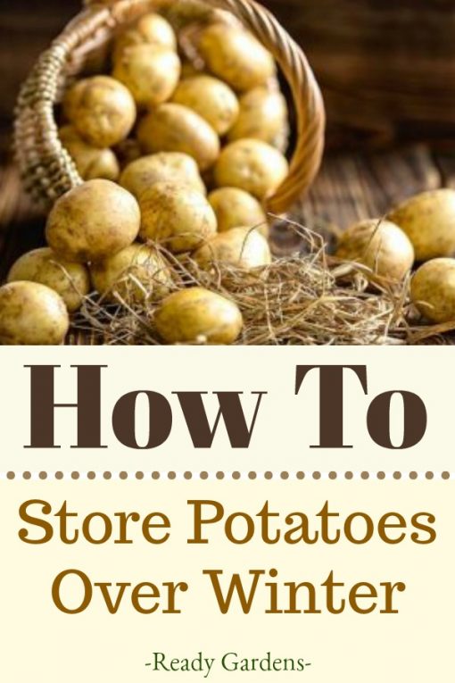 How To Store Potatoes Over Winter Ready Gardens By Ready Nutrition