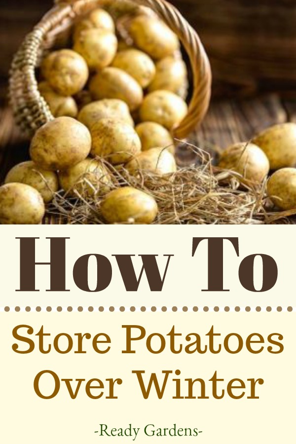 Potatoes are not only a hearty winter staple, but they are fairly easy to grow and will last all winter if stored properly. Because of their usefulness, we've put together a few tips and tricks that will help you store your potatoes all winter for the best soups, casseroles, and holiday mashed potatoes. #ReadyGardens