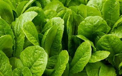 A Few Tips For Homegrown Salad-Worthy Lettuce In Winter