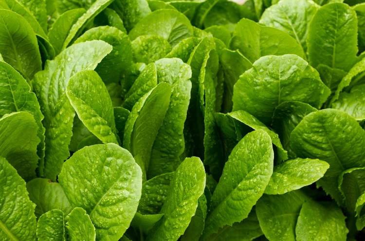 A Few Tips For Homegrown Salad-Worthy Lettuce In Winter