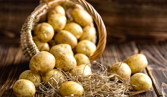 Potatoes are not only a hearty winter staple, but they are fairly easy to grow and will last all winter if stored properly. Because of their usefulness, we've put together a few tips and tricks that will help you store your potatoes all winter for the best soups, casseroles, and holiday mashed potatoes. #ReadyGardens