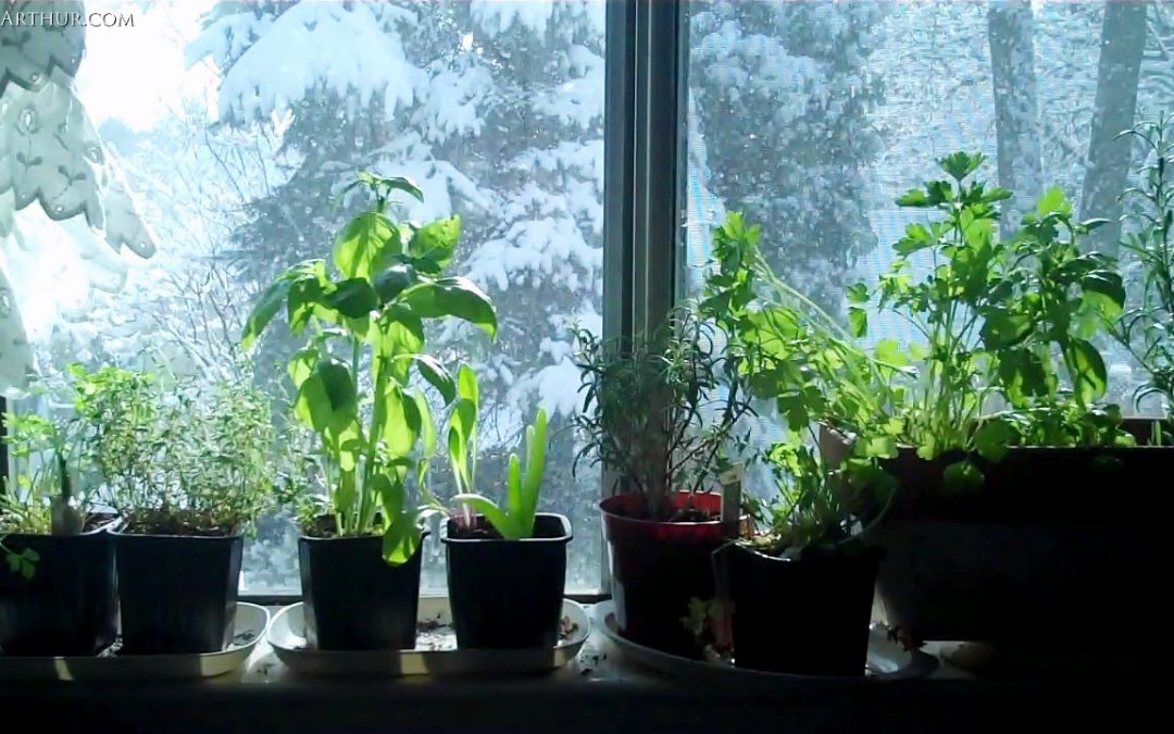 3 Plentiful And Easy Ideas For Indoor Winter Gardening