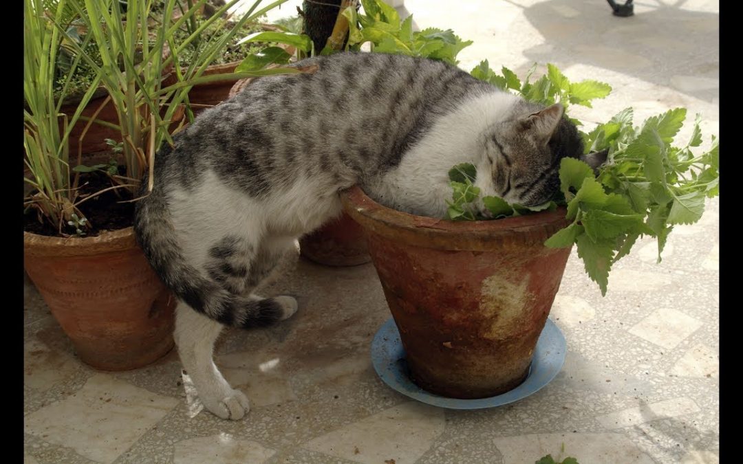 How To Create A Cute Indoor Garden Space For Your Beloved Cat