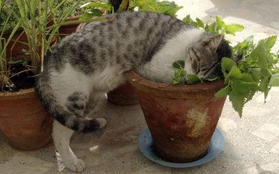 How To Create A Cute Indoor Garden Space For Your Beloved Cat