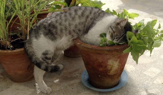 How To Create A Cute Indoor Garden Space For Your Beloved Cat