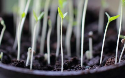 Why Seedlings Get Leggy And How To Fix It