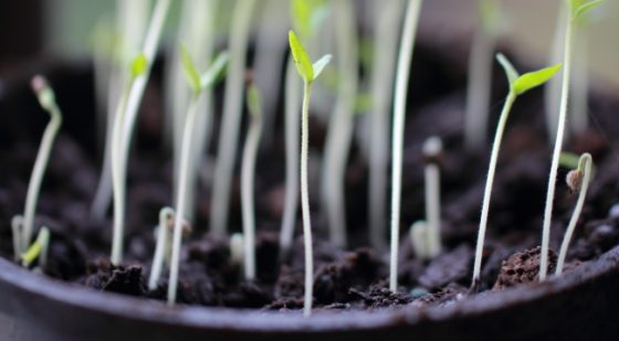 There is nothing more satisfying than getting to watch your newly planted seeds begin to emerge from the dirt. After one week goes by, you will begin to notice your seedlings are getting leggy and barely able to hold themselves up, If that happens, this guide will help you understand what went wrong and how to fix it. #ReadyGardens #GardenTips #GrowYourOwn #Gardening