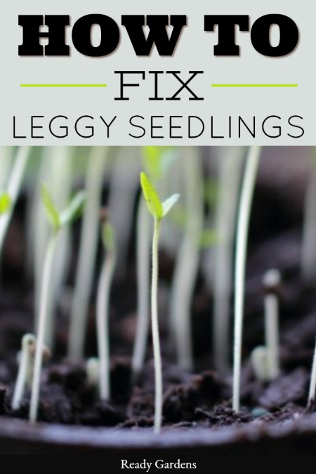 There is nothing more satisfying than getting to watch your newly planted seeds begin to emerge from the dirt. After one week goes by, you will begin to notice your seedlings are getting leggy and barely able to hold themselves up, If that happens, this guide will help you understand what went wrong and how to fix it. #ReadyGardens #GardenTips #GrowYourOwn #Gardening