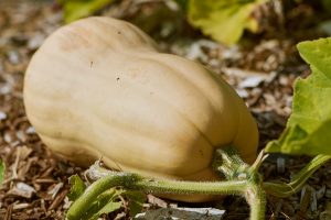 Squash has been a staple in the gardens of many for years.  It's easy to grow, and Butternut Winter Squash grows with a sweet and tender flavor, plus it's easy to peel for quick effortless meals!