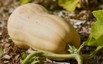 A Growing Guide For Delicious Butternut Winter Squash