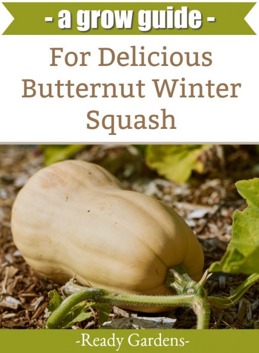 A Growing Guide For Delicious Butternut Winter Squash Ready Gardens By Ready Nutrition