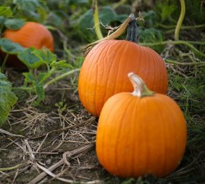 Small sugar pumpkins are a perfect addition to any autumn lovers garden!  Perfectly sweet or savory, based on your personal preference, these cute little pumpkins offer a nutritious treat without the tricks! #ReadyGardens