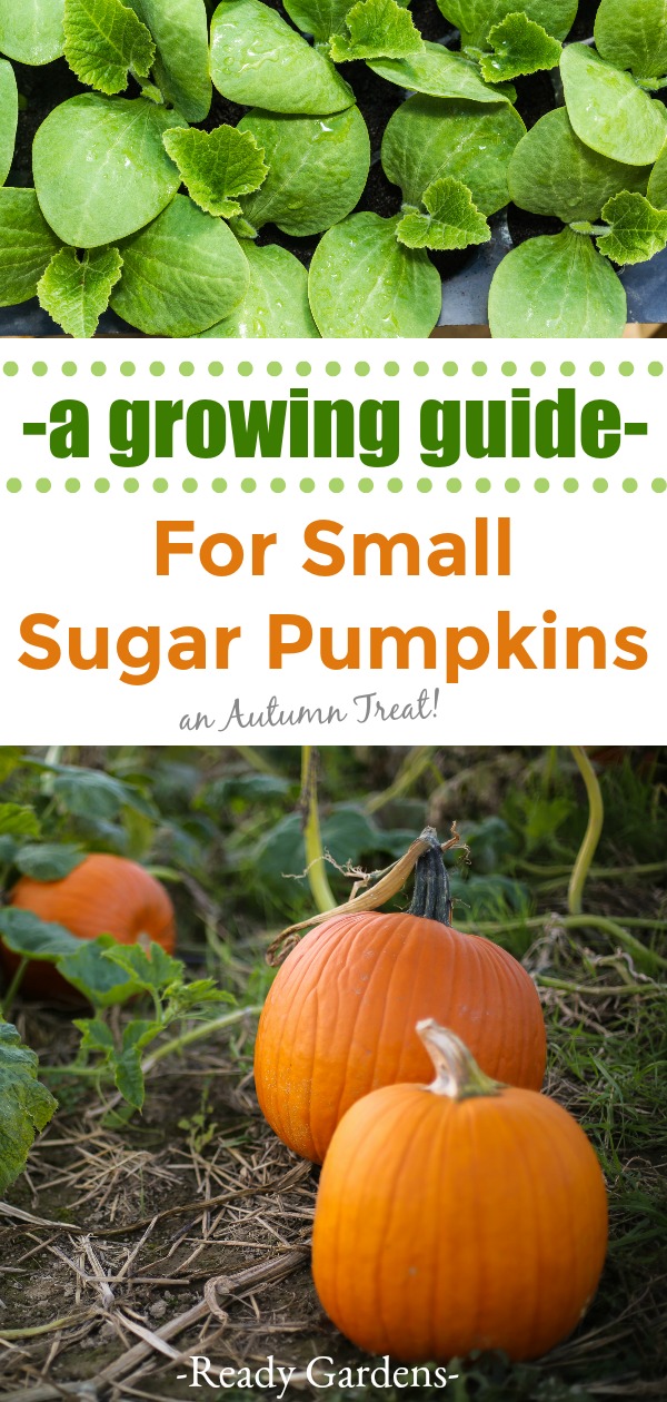 Small sugar pumpkins are a perfect addition to any autumn lovers garden!  Perfectly sweet or savory, based on your personal preference, these cute little pumpkins offer a nutritious treat without the tricks! #ReadyGardens