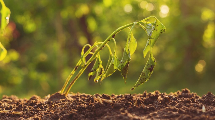 5 Signs Your Garden Isn’t Getting Enough Water and How To Correct It