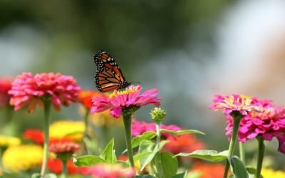 10 Pollinator-Friendly Plants You Need To Attract Pollinators For Gardening Success