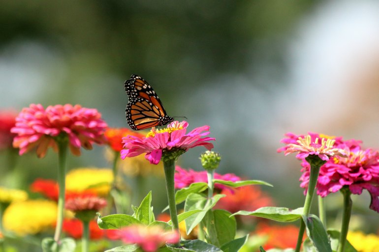 10 Pollinator-Friendly Plants You Need To Attract Pollinators For Gardening Success
