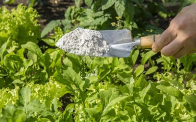 How to Use Diatomaceous Earth in the Garden