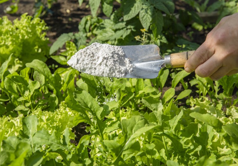 How to Use Diatomaceous Earth in the Garden