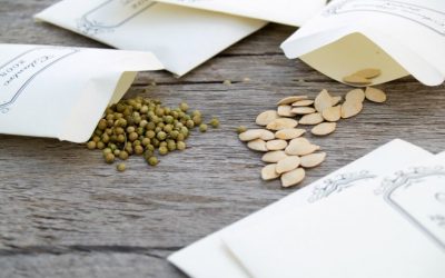 The Best Way To Store Vegetable Seeds For Long-Term