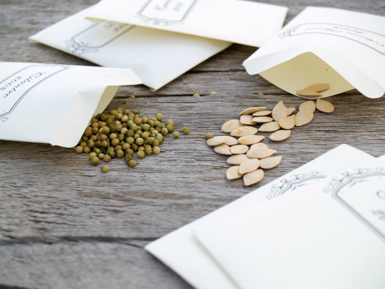 How To Store Seeds The Right Way - Get Busy Gardening